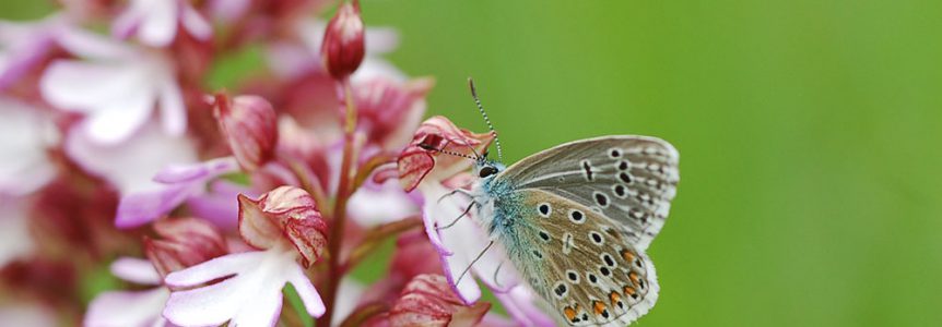 cpie-Argus bleu celeste - P. bellargus- inventaire naturaliste