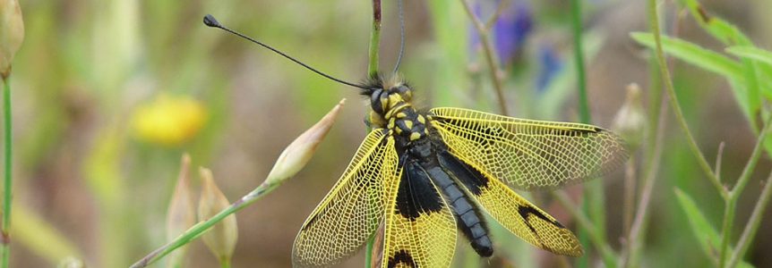 cpie-Ascalaphe commun-inventaire biodiversité