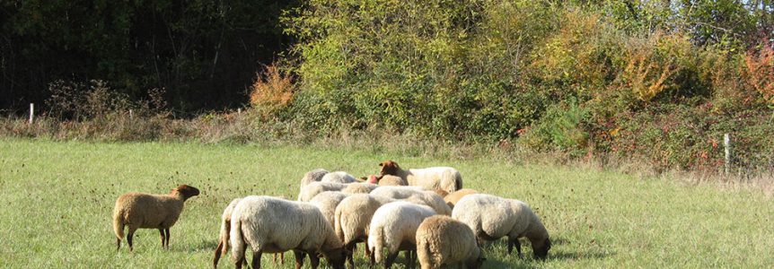 cpie-entretien-milieu-naturel-pastoralisme