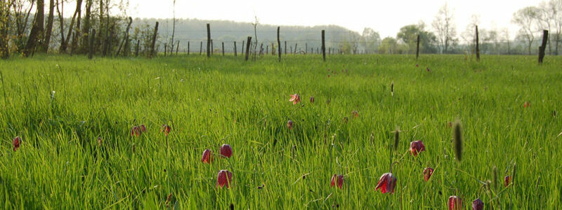 cpie-Prairie a fritillaires-inventairebiodiversité