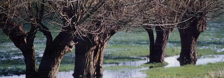 cpie-maintient-paysage