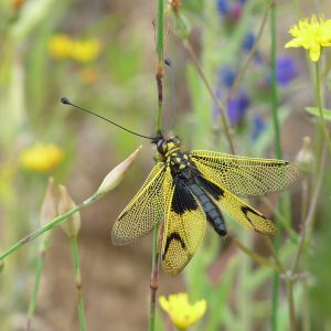 cpie-Ascalaphe commun-inventaire biodiversité