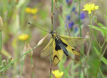 cpie-Ascalaphe commun-inventaire biodiversité