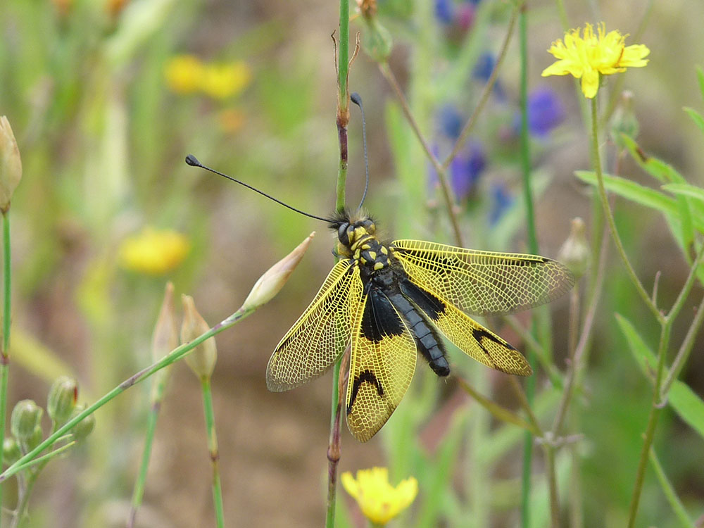 cpie-Ascalaphe commun-inventaire biodiversité